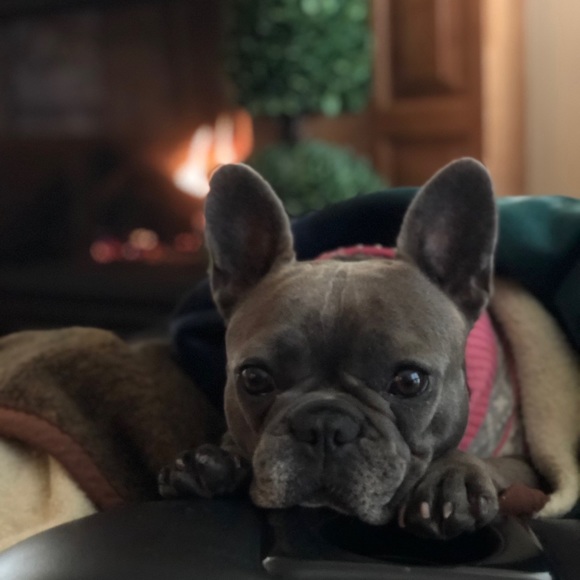 Meet your Posher, Gracie - Picture 1 of 1